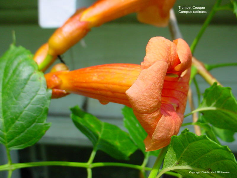 Campsis radicans