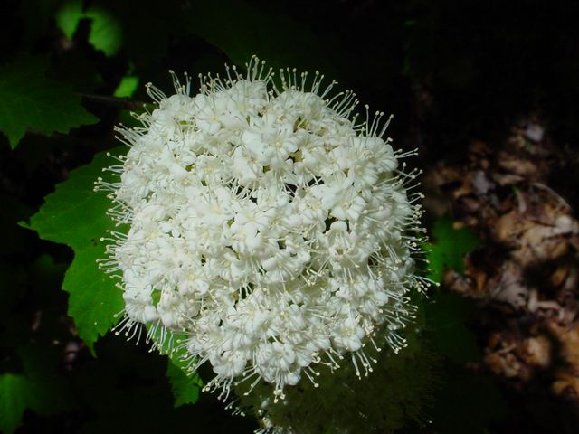 Viburnum acerifolium
