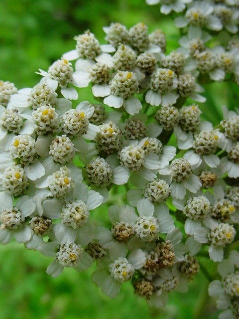 Achillea millefolium