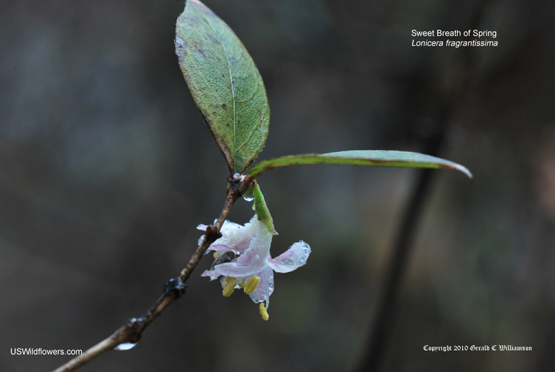 Lonicera fragrantissima