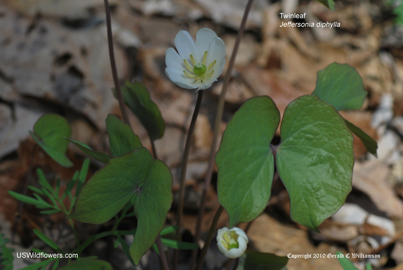 Jeffersonia diphylla
