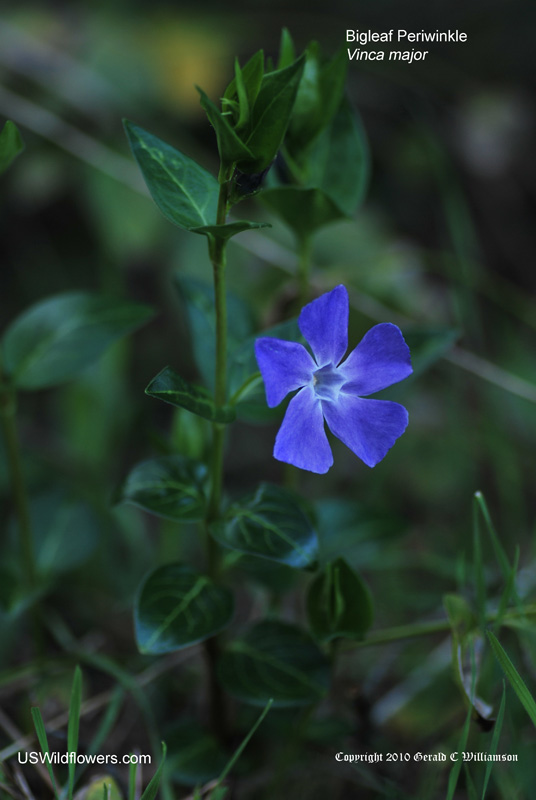 Vinca major