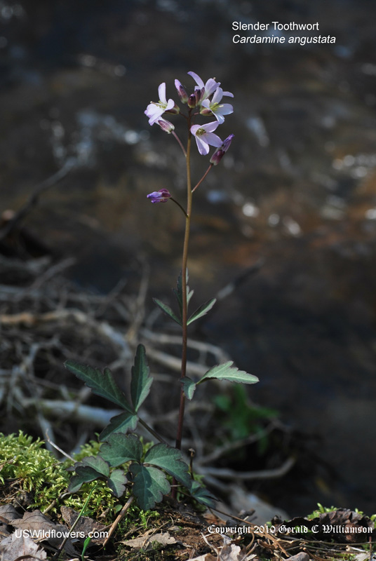 Cardamine angustata