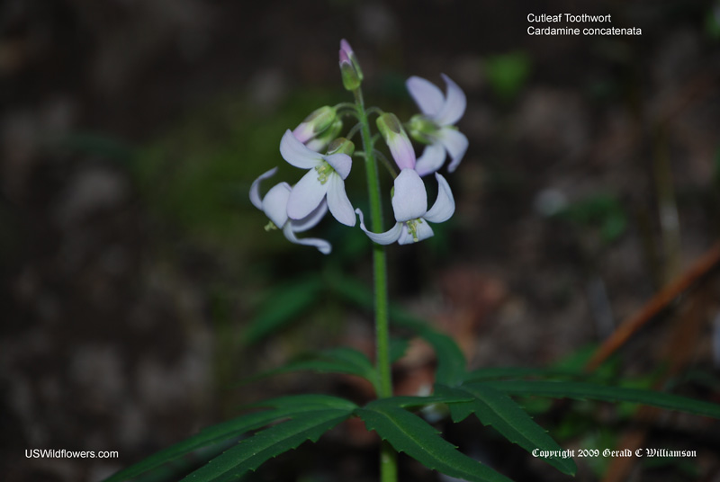Cardamine concatenata