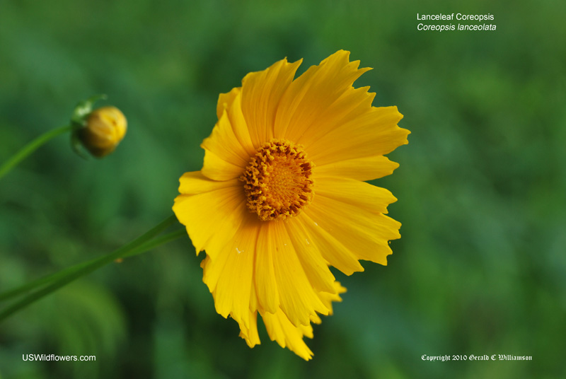 Coreopsis lanceolata