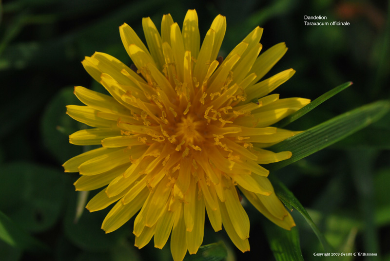 Taraxacum officinal