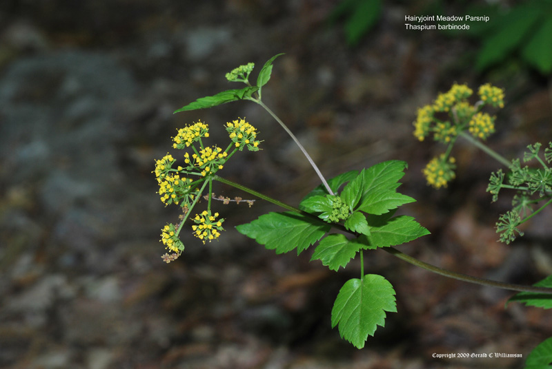 Thaspium barbinode