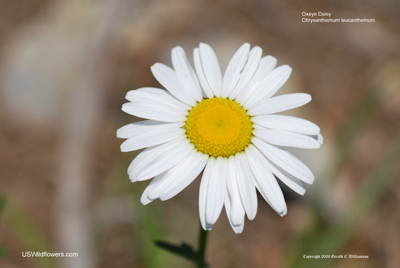 Chrysanthemum leucanthemum