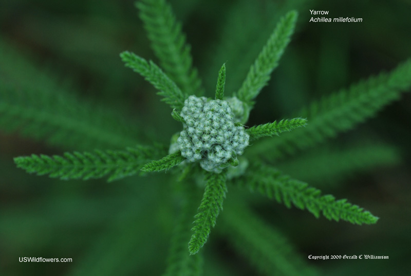Achillea millefolium
