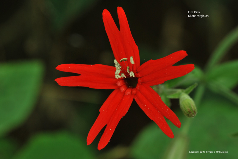 Silene virginica