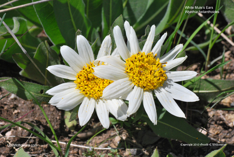 Wyethia helianthoides