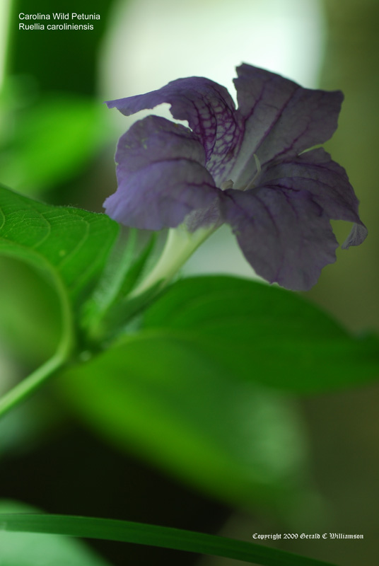 Ruellia caroliniensis