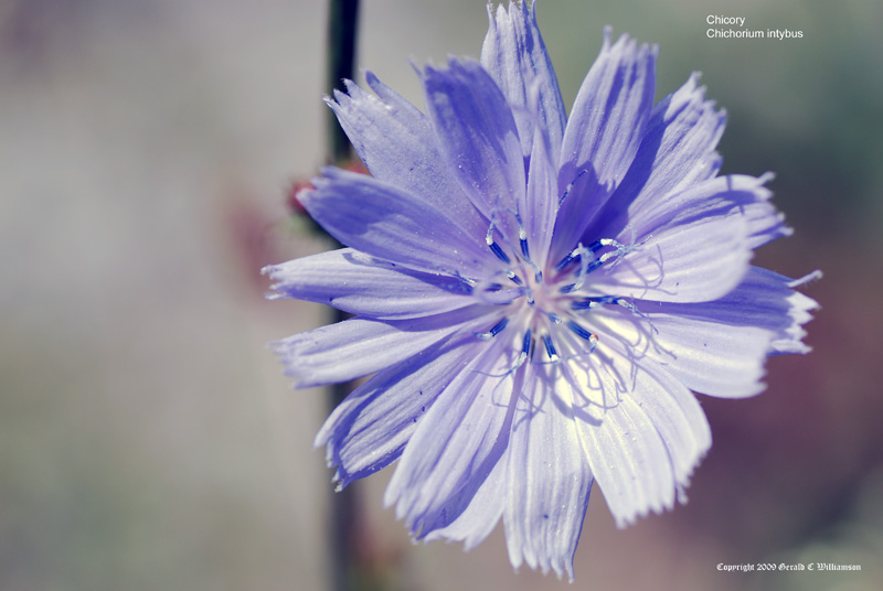 Cichorium intybus