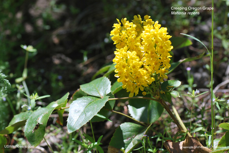 Mahonia repens