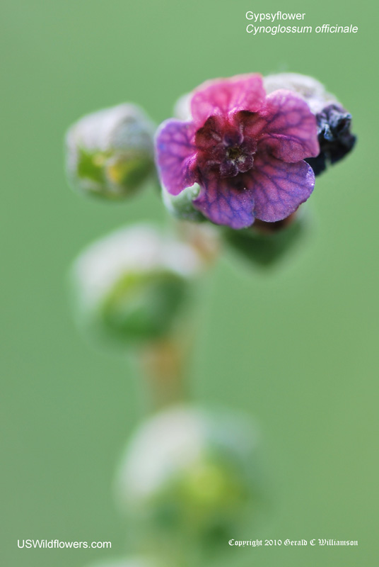Cynoglossum officinale