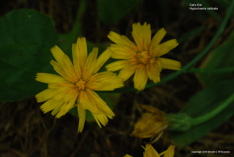 Hypochaeris radicata