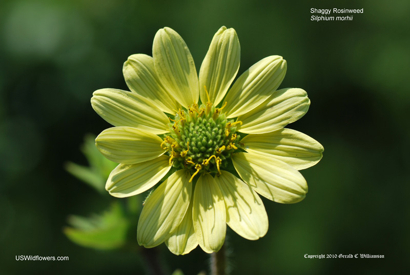 Silphium mohrii