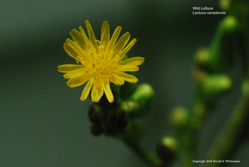 Lactuca canadensis