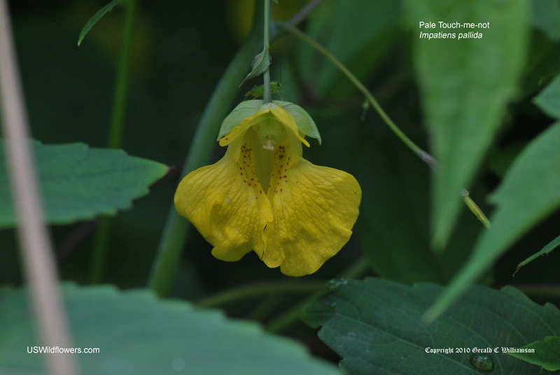 Impatiens pallida