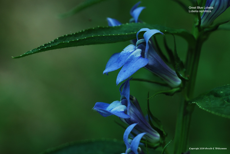 Lobelia siphilitica