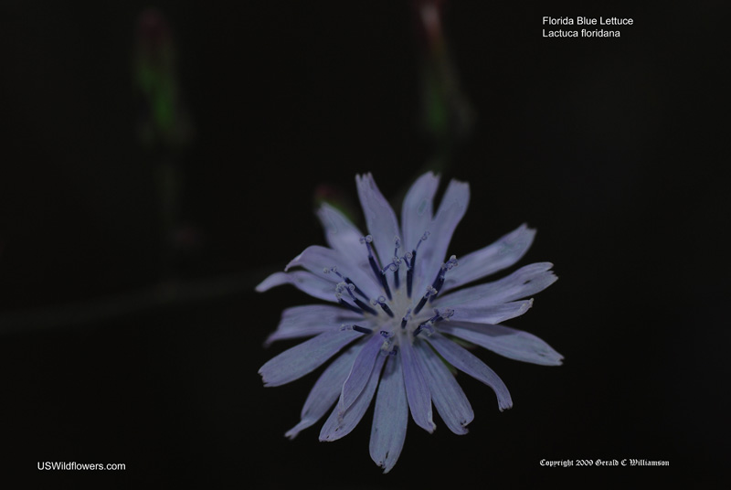 Lactuca floridana