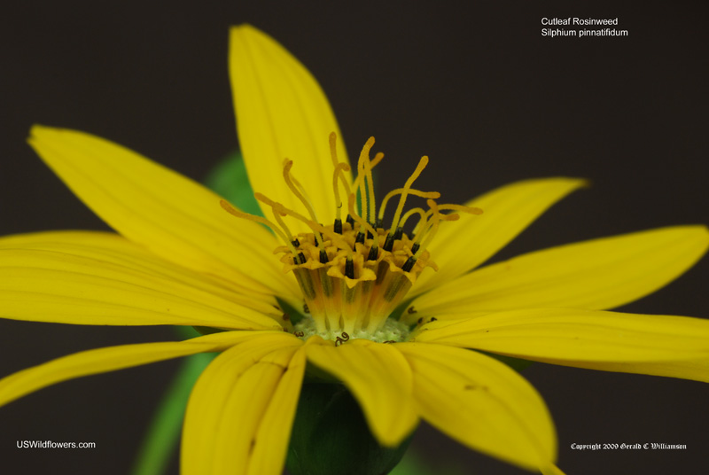 Silphium pinnatifidum