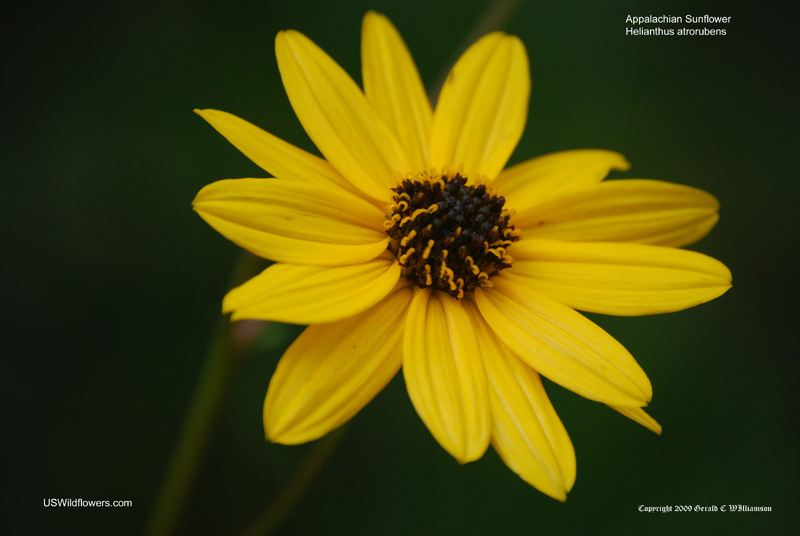 Helianthus atrorubens