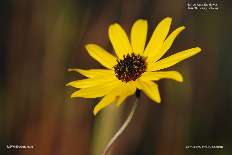 Helianthus angustifolius