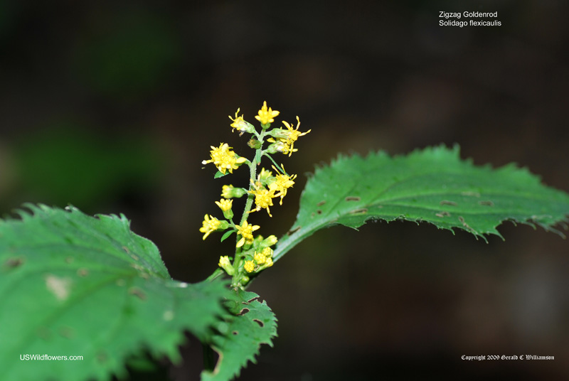 Solidago flexicaulis