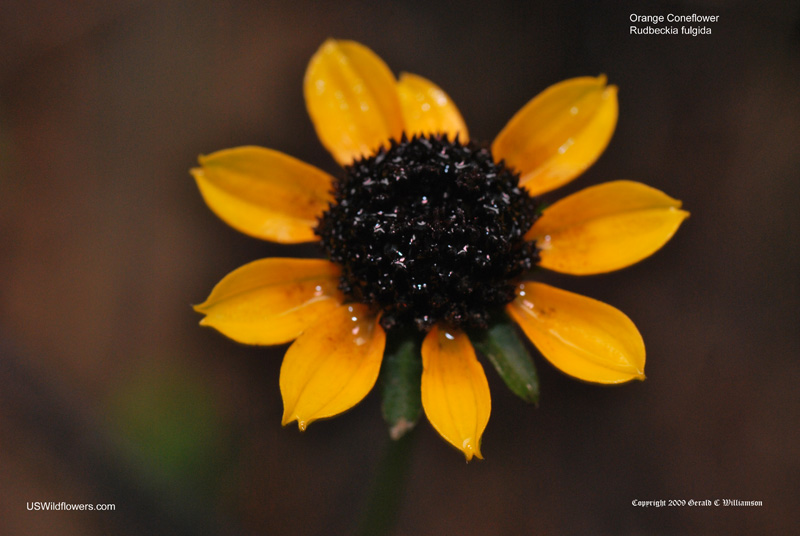 Rudbeckia fulgida