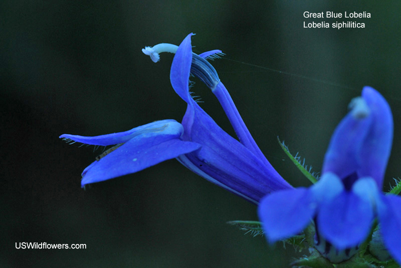 Lobelia siphilitica
