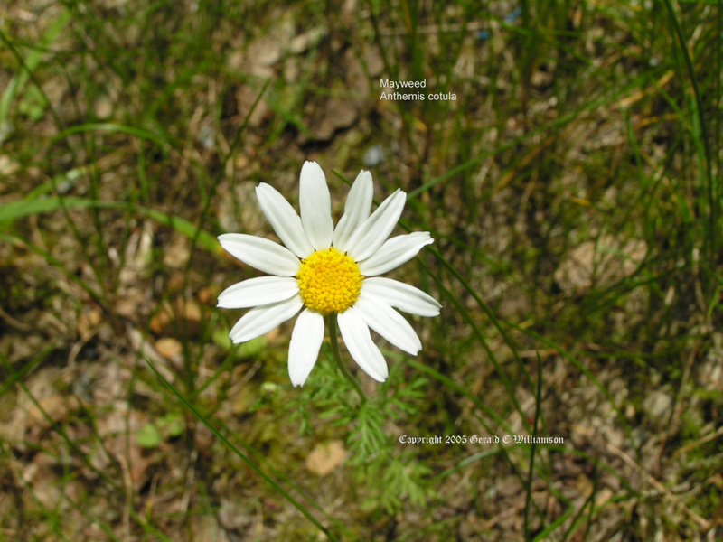 Anthemis cotula