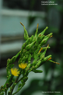 Lactuca canadensis