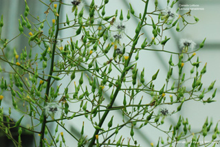 Lactuca canadensis