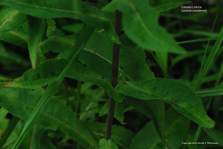 Lactuca canadensis