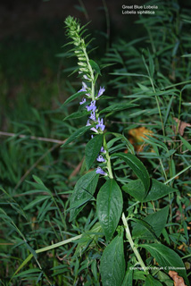 Lobelia siphilitica